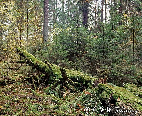 Puszcza Białowieska Rezerwat Starzyna