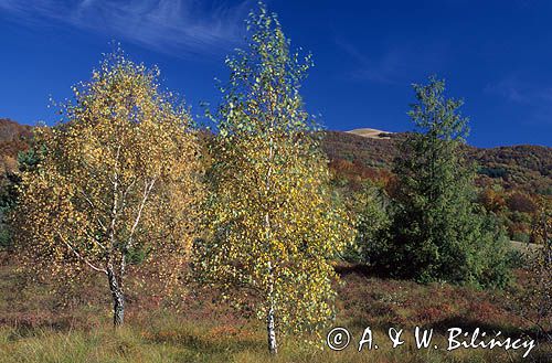 rezerwat Wołosate - torfowisko wysokie, Bieszczady