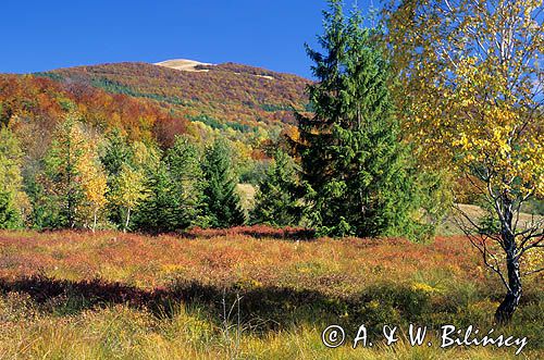 rezerwat Wołosate - torfowisko wysokie, Bieszczady