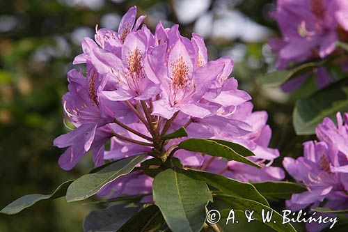 Rhododendron różanecznik