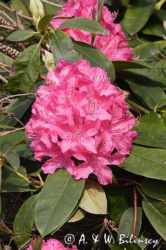 Rhododendron różanecznik