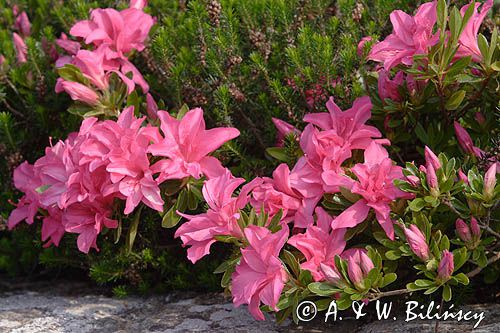 Rhododendron azalia