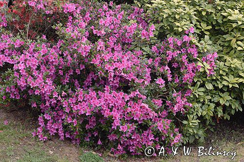 Rhododendron azalia