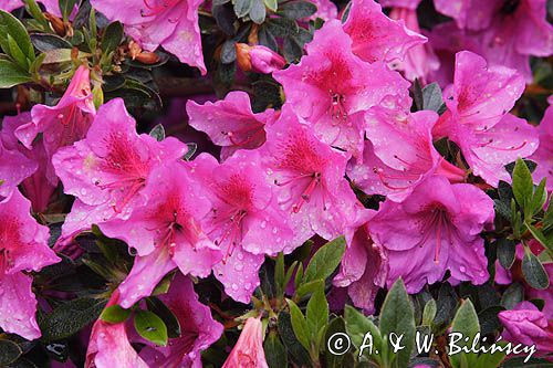Rhododendron azalia