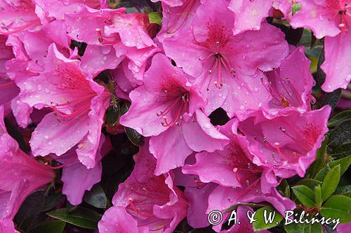 Rhododendron azalia