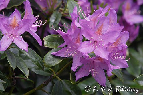 Rhododendron różanecznik