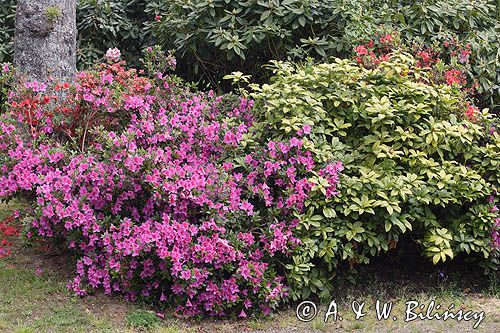 Rhododendron azalia i różanecznik