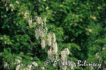 Akacja - Robinia akacjowa Robinia pseudacacia)