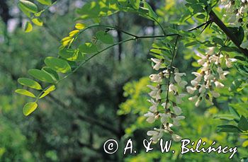 Akacja - Robinia akacjowa Robinia pseudacacia)
