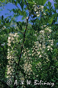 Akacja - Robinia akacjowa Robinia pseudacacia)