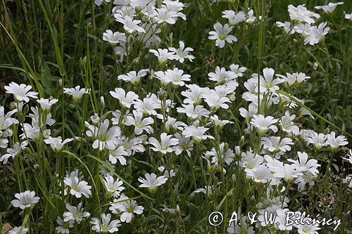 rogownica Raciborskiego Cerastium tatrae) ,