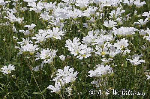 rogownica Raciborskiego Cerastium tatrae) ,
