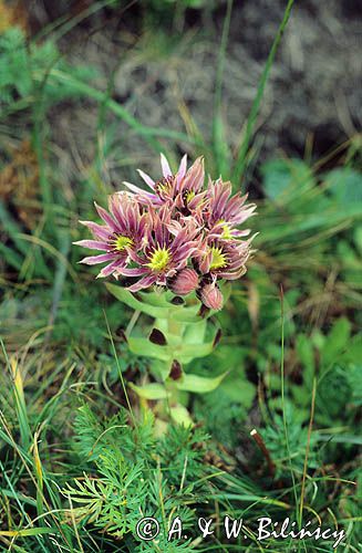 Rojnik górski Sempervivum montanum)