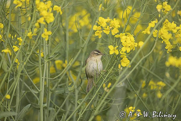 Rokitniczka, Acrocephalus schoenobaenus