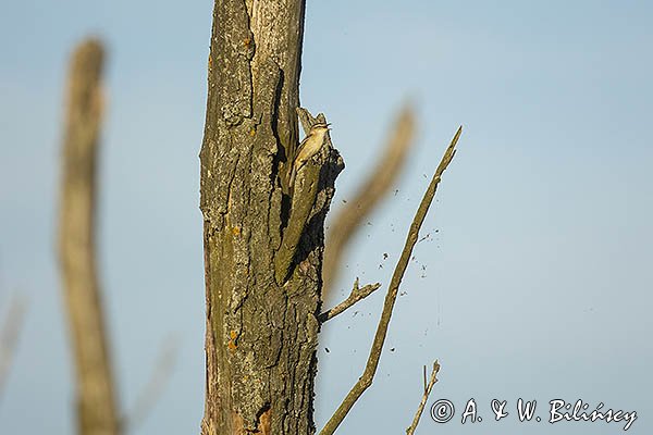 Rokitniczka, Acrocephalus schoenobaenus