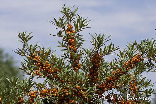 Hippophae rhamnoides rokitnik zwyczajny) ,