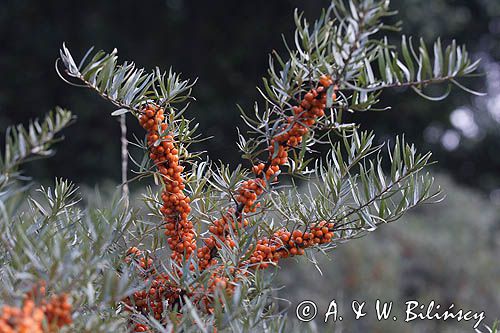 Hippophae rhamnoides rokitnik zwyczajny) ,