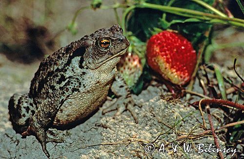 ropucha szara Bufo bufo, common European toad