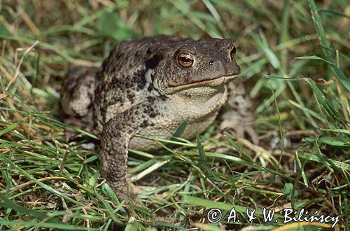 ropucha szara, Bufo bufo