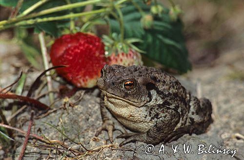 Ropucha szara, Bufo bufo