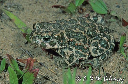 ropucha zielona Bufo viridis