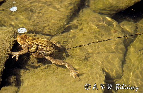 Ropucha szara łać Bufo bufo) podczas składania sznurów skrzeku