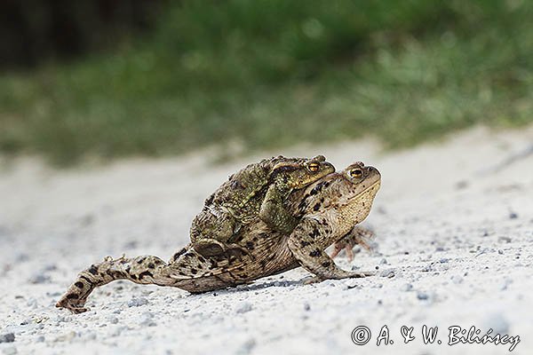 Kopulacja, ropuchy szare, Bufo bufo, na drodze