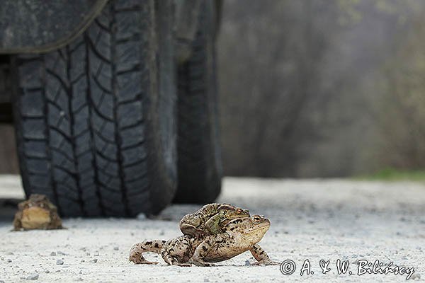 Kopulacja, ropuchy szare, Bufo bufo, na drodze