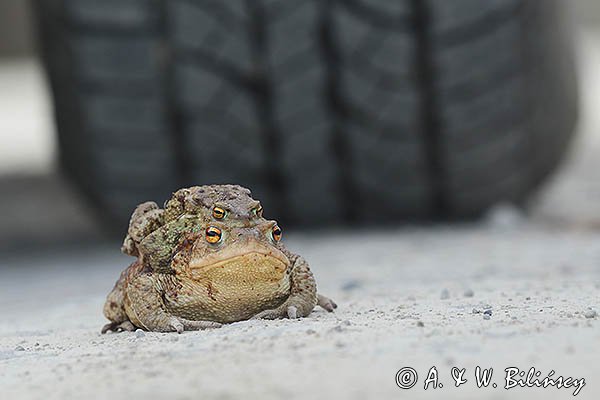 Kopulacja, ropuchy szare, Bufo bufo, na drodze