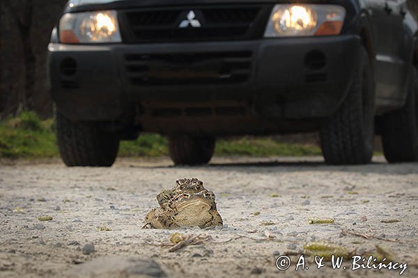 Kopulacja, ropuchy szare, Bufo bufo, na drodze