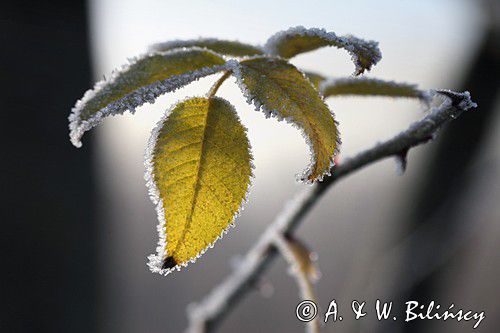 Róża dzika, Rosa canina