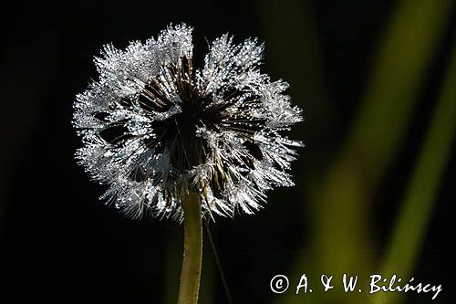 Taraxacum officinale, mniszek lekarski