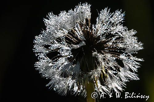 Taraxacum officinale, mniszek lekarski