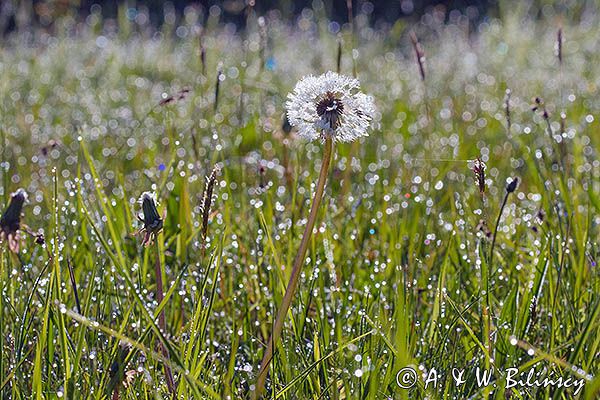 Taraxacum officinale, mniszek lekarski, łąka