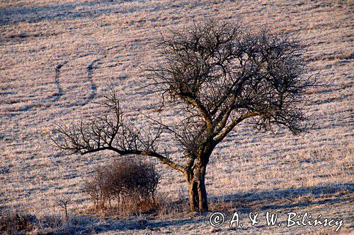 drzewo, Rosochate, świt, Bieszczady