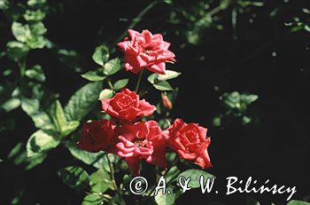 róża różyczka miniaturowa