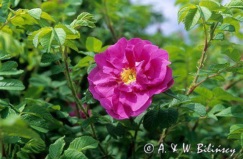 Róża pomarszczona róża fałdzistolistna, róża japońska) Rosa rugosa