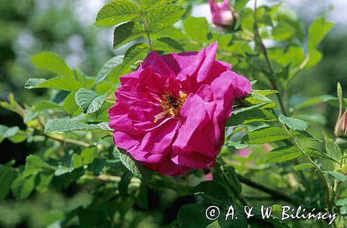 Róża pomarszczona róża fałdzistolistna, róża japońska) Rosa rugosa