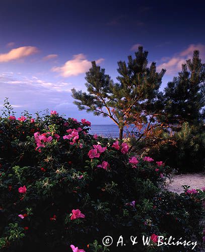 róża pomarszczona Rosa rugosa nad Zatoką Gdańską