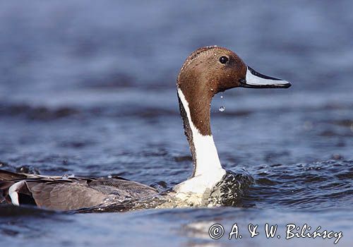 Rożeniec, Anas acuta, Northern pintail, Bank zdjęć AiW Bilińscy, fotografia przyrodnicza