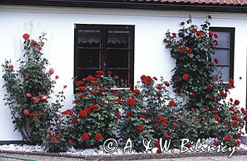 pnące róże przy domu w Kappelshamn Gotland Szwecja