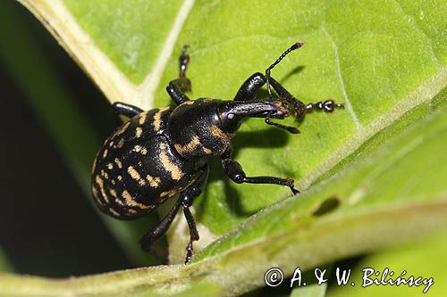 rozpucz lepiężnikowiec, Liparus glabrirostris