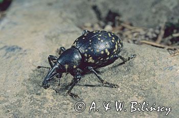 rozpucz lepiężnikowiec Liparus glabrirostris)