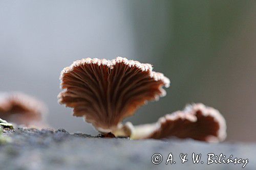 rozszczepka pospilita, Schizophyllum commune, na martwym pniu, las na Otrycie, buczyna, Bieszczady