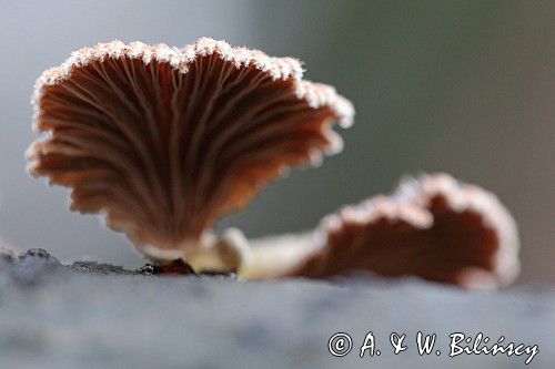 rozszczepka pospilita, Schizophyllum commune, na martwym pniu, las na Otrycie, buczyna, Bieszczady