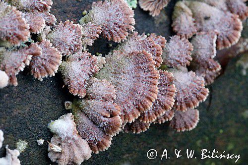 rozszczepka pospilita, Schizophyllum commune, na martwym pniu, las na Otrycie, buczyna, Bieszczady