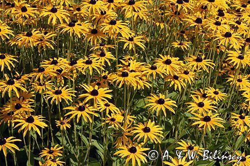 rudbekia błyskotliwa Rudbeckia fulgida