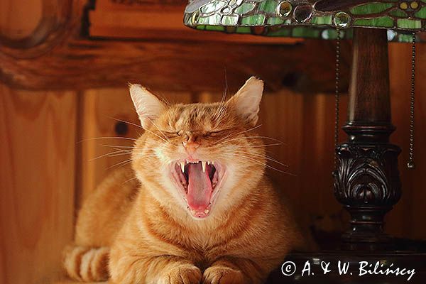 ziewający rudy kot pod lampą