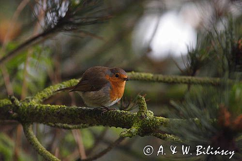 rudzik Erithacus rubecula