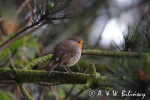 rudzik Erithacus rubecula